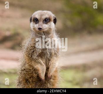 Erdmännchen Stockfoto