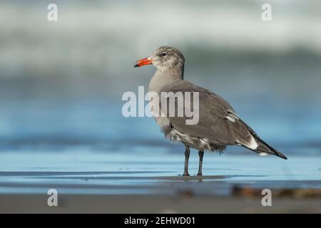 Heermann-Möwe Larus heermanni, entlang der Küste, Morro Bay, Kalifornien, USA, Oktober Stockfoto