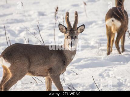 Erwachsenes Männchen (Buck) Reh (Capreolus capreolus) mit Samt auf seinem Geweih, in einem schneebedeckten Feld Stockfoto