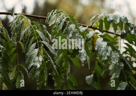 Gefrorener Regen fällt auf die Blätter eines Baumes Stockfoto