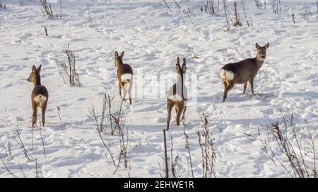 Vier Rehe (Capreolus capreolus) - erwachsenes Männchen (Buck) und Weibchen (Hintern), und ihre beiden Nachkommen - in einem schneebedeckten Feld, Ohren gedreht 180 Grad. Stockfoto