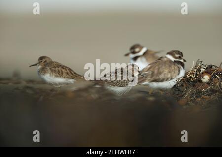 Am wenigsten Sandpiper Calidris minutilla & Semipalmated plover Charadrius semipalmatus roosting am Sandstrand, Morro Bay, Kalifornien, USA, Oktober Stockfoto