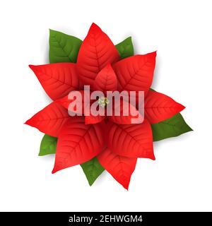 Weihnachtssterne Blumen isoliert Symbol fr Weihnachten oder Neujahr  Grukarte Design. Vektor realistische Weihnachtsstern Pflanze mit  Sternblume und Blatt fr Weihnachten Stock-Vektorgrafik - Alamy