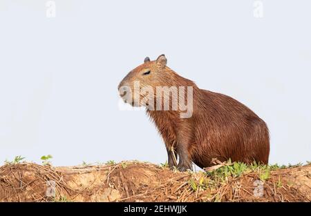 Nahaufnahme einer Capybara, die auf einem Flussufer gegen klaren blauen Himmel steht, Südliches Pantanal, Brasilien. Stockfoto