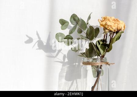 Trocknen Sie gelbe Rosen in einem Glas auf einem weißen Hintergrund - lange Schatten an der Wand Stockfoto