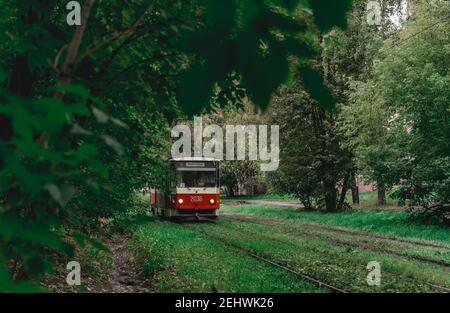 Die Straßenbahn fährt durch dichte Baumstämme. Sommerlandschaft im Park mit der Straßenbahn. Izhevsk, Russland. Stockfoto