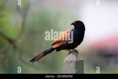 Coucal (Centropus sinensis) Ein großer Coucal, der auf einem Zaun ruht Post mit einem natürlichen grünen Hintergrund Stockfoto