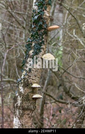 Bracket oder Regal Pilze wachsen an der Seite von Espenbaum mit Efeu im Winter. Aufgenommen als Hochformat mit vier Pilzen auf derselben Seite bei verschiedenen Höhen. Stockfoto