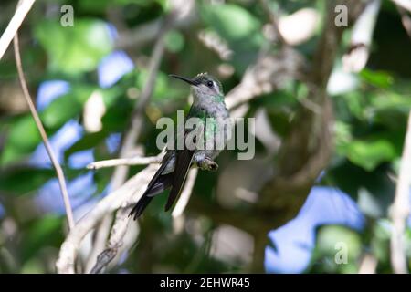 Grün und grau kubanischen Smaragd summenden Vogel ruht auf einem Zweig mit Himmel und Ästen hinter in Kuba Stockfoto