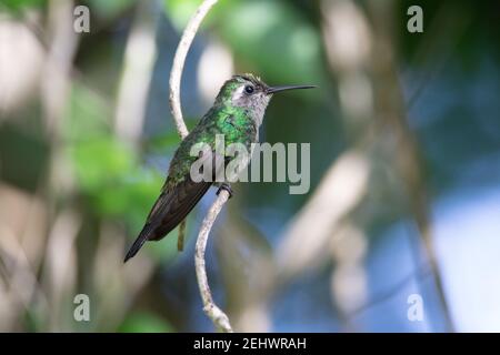 Grün und grau kubanischen Smaragd summenden Vogel sitzt auf einem Zweig mit natürlichen Wald dahinter Stockfoto