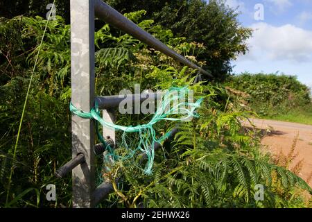 Grüne Schnur an über gewachsenem Metalltor in Hecke gebunden Stockfoto