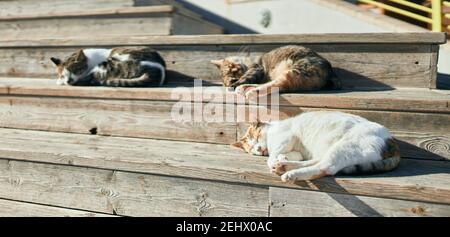 Gruppe streunender Katzen, die an einem sonnigen Tag im Freien schlafen. Gemeinsam sonnenbaden, müde ein Nickerchen machen und auf dem Boden liegen Stockfoto