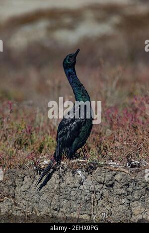 Pelagischer Kormoran Phalacrocorax pelagicus, Roosting on bankside, Elkhorn Slough, Moss Landing, California, USA, Oktober Stockfoto