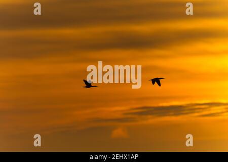 Pelagischer Kormoran Phalacrocorax pelagicus, Paar im Flug bei Sonnenuntergang, Moss Landing, Kalifornien, USA, Oktober Stockfoto