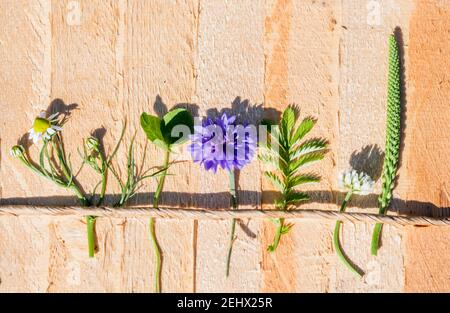 Niedliches Bild, Sommer Batanica von blühenden Kornblumen, Kochbananen, Kamille und Klee. Heißer Tag im Dorf Stockfoto