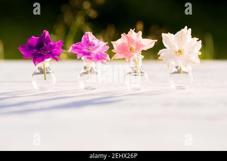 Licht und Schatten. Violette Blumen von Helichrysum, Sommerabend im Dorf, warmer sonniger Sonnenuntergang, Schatten von draußen. Schöne Pflanzen von Batanica Stockfoto