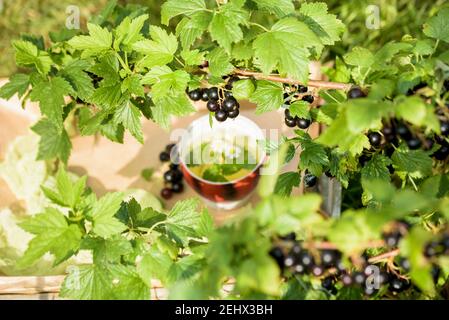 Sommer im Dorf. Bauer, Ernte der schwarzen Johannisbeere. Tee auf einem Holztablett, Frühstück im Freien. Natürliche grüne Kräuter mta, Zitronenmelisse, Johannisbeeren. Stockfoto