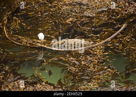 Schneegreiher Egretta thula, Erwachsener auf schwimmenden Algen, Point Lobos State Natural Reserve, Kalifornien, USA, Oktober Stockfoto