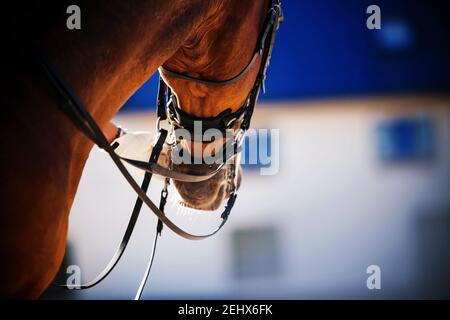 Blick von unten, wie die Hand eines Reiters in einem weißen Handschuh hält ein starkes Lorbeer am Zaumzeug, beleuchtet durch Sonnenlicht. Reitsport. Stockfoto