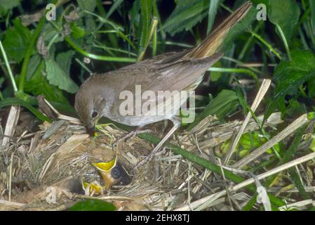 Nachtigall, Luscinia Megarhynchos. Erwachsenen im Nest mit Küken Stockfoto