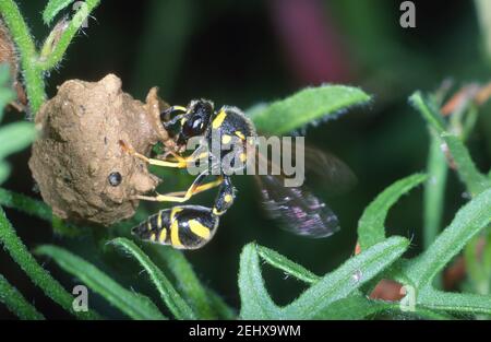 Gesundheit Potter Wasp, Eumenes coarctatus. Er baut sein Nest mit Schlamm Stockfoto