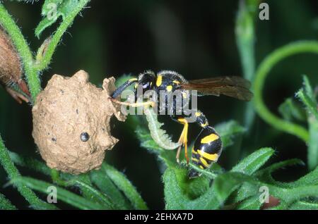 Gesundheit Potter Wasp, Eumenes coarctatus. Eine gelähmte raupe in ihrem Schlammnest betreten Stockfoto
