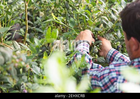 Bauer arbeitet und pflückt Heidelbeeren auf einem Bio-Bauernhof - modernes Geschäftskonzept. Stockfoto