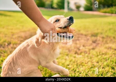 Schöne und niedliche goldene Retriever Welpe Hund mit Spaß im Park sitzen auf dem grünen Gras. Schöne labrador reinrassige Essknochen Stockfoto