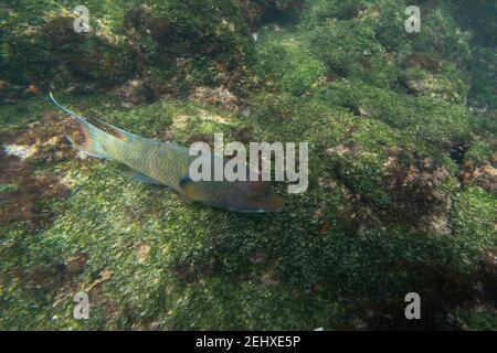 Streamer-Hogfisch (Bodianus dipotaenia), Post Office Bay, Floreana Island, Galapagos-Inseln, Ecuador. Stockfoto