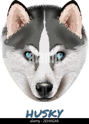 Farbige realistische Hund Husky Portrait Komposition mit schönen Gesicht und Vektor-Illustration für blaue Augen Stock Vektor