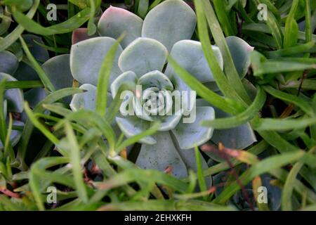 Desert Rose Stockfoto
