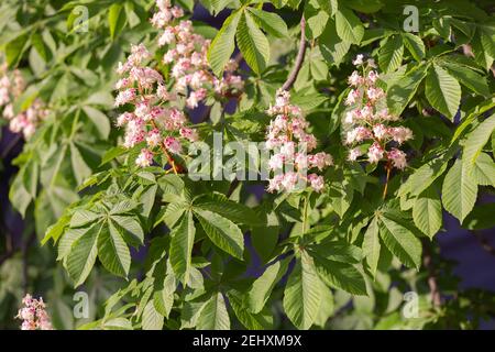 Spanische Kastanienkerze auf dem hellen Hintergrund. Aesculus hippocastanum Blätter Stockfoto