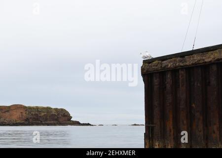 Zwei Möwen sitzen am Rande eines Hafens mit Eine felsige Klippe im Äußeren Stockfoto