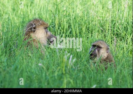 Ein gelber Pavian, Papio hamadryas cynocephalus, Tsavo, Kenia. Stockfoto