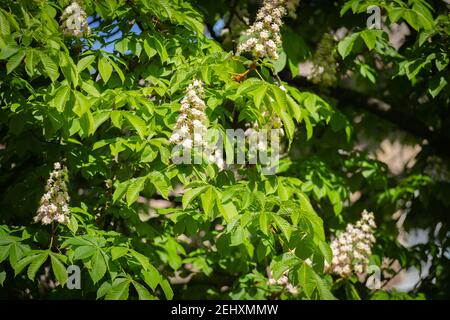 Aesculus hippocastanum, auch als buckeye und Rosskastanie im Frühjahr blüht in der Ukraine genannt. Stockfoto