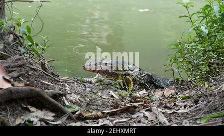 Asiatische gemeinsame Wasser-Monitor große Varanideneidechse aus Asien. Varanus Salvator auf dem grünen Gras in der Nähe von Flussufer, See oder Teich. Fleischfresser Reptil hu Stockfoto