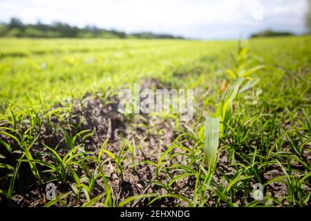 Reihe von Mais Sämlinge. Landwirtschaft Plantage im Frühling. Stockfoto