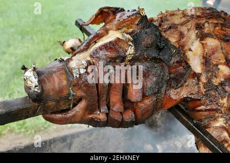 Nahaufnahme eines Kopfes eines Hahns Schwein (Grill) im Garten. Stockfoto