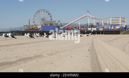Möwen am sonnigen Sandstrand von kalifornien, klassisches Riesenrad im Vergnügungspark am Pier im Santa Monica pacific Ocean Resort. Sommer kultige Ansicht Stockfoto