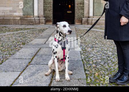 Porträt von Dalmatiner Rasse Hund in sitzender Position mit Person In schwarz gekleidet Stockfoto