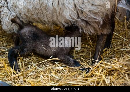 East Lothian, Schottland, Großbritannien, 20th. Februar 2021. Neugeborenes Shetland Schaf Lämmer: Ein Fawn neugeborenes Shetland Lamm säugen von seiner Mutter in einer Scheune bei Briggs Shetland Lamm Stockfoto