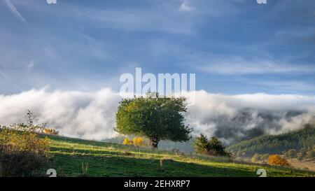 Landfeld und eine einsame Eiche ohne Blätter gegen den düsteren Himmel in einem dichten Nebel, Nahaufnahme. Dunkle Silhouette. Stockfoto