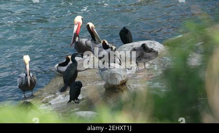 Braune Pelikane mit Kehlbeutel und Doppelkrebskormorane nach dem Angeln, Felsen in La Jolla Cove. Seevogel mit großem Schnabel auf Klippe über pacific oc Stockfoto