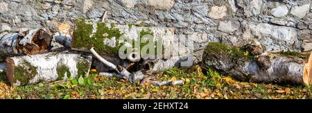 Weiße Birke mit Moos auf der Rinde geschnitten, Panorama Stockfoto