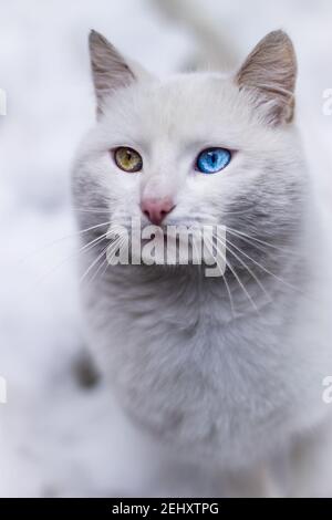 Portrait der reinweißen Katze mit ungeraden Augen Stare in der Kamera auf hellblauem und gelbem Hintergrund, Vorderansicht Stockfoto