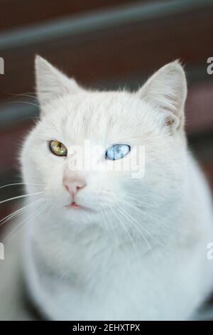 Portrait der reinweißen Katze mit ungeraden Augen Stare in der Kamera auf hellblauem und gelbem Hintergrund, Vorderansicht Stockfoto