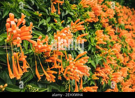 Orangefarbene Geißelblüten sorgen für einen schönen floralen Hintergrund. Stockfoto