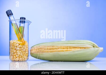 Ethanol Biokraftstoff aus Maislabyrinth mit Bechergrüben gewonnen Im Labor auf blauem Hintergrund Stockfoto