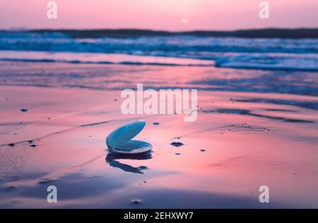 Blue and White Sea Shell auf Seashore während der Sunsent Zeit Stockfoto