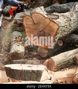 Eine Kettensäge wird verwendet, um einen großen Baum aus einem Wohneigentum zu entfernen, auf das sie während eines Hurrikans auf Long Island New York fiel. Stockfoto